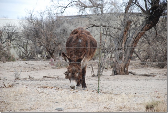 2-20-11 Y Donkey Rescue 007