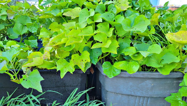 Lush sweet potato vines growing in containers
