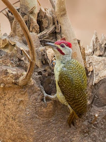 Fine spotted Woodpecker