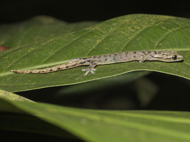 Lowland Dwarf Gecko - Hemiphyllodactylus typus