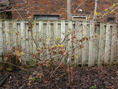 Arnold Promise Hamamelis x intermedia witch hazel shrub by garden muses: a Toronto gardening blog