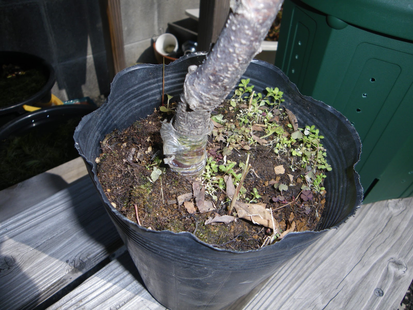 桜を鉢植えで育てる 桜の苗木を鉢に植え付ける メダカの大工