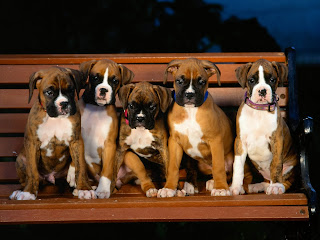 cute boxer puppies pictures