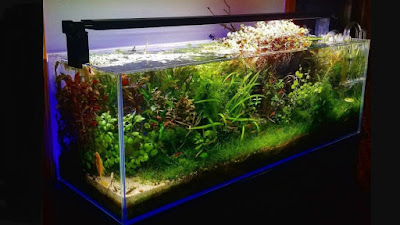 fish tank,aquarium