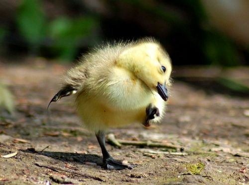 cute-animals-3