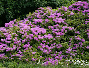 Rhododendron × superponticum is undeniably attractive in flower, . (rhododendron superponticum)