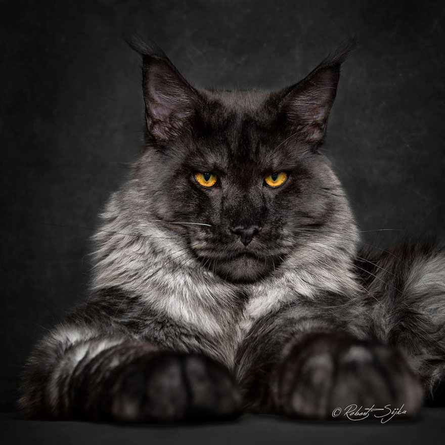 65 Breathtaking Pictures Of Maine Coons, The Largest Cats In The World