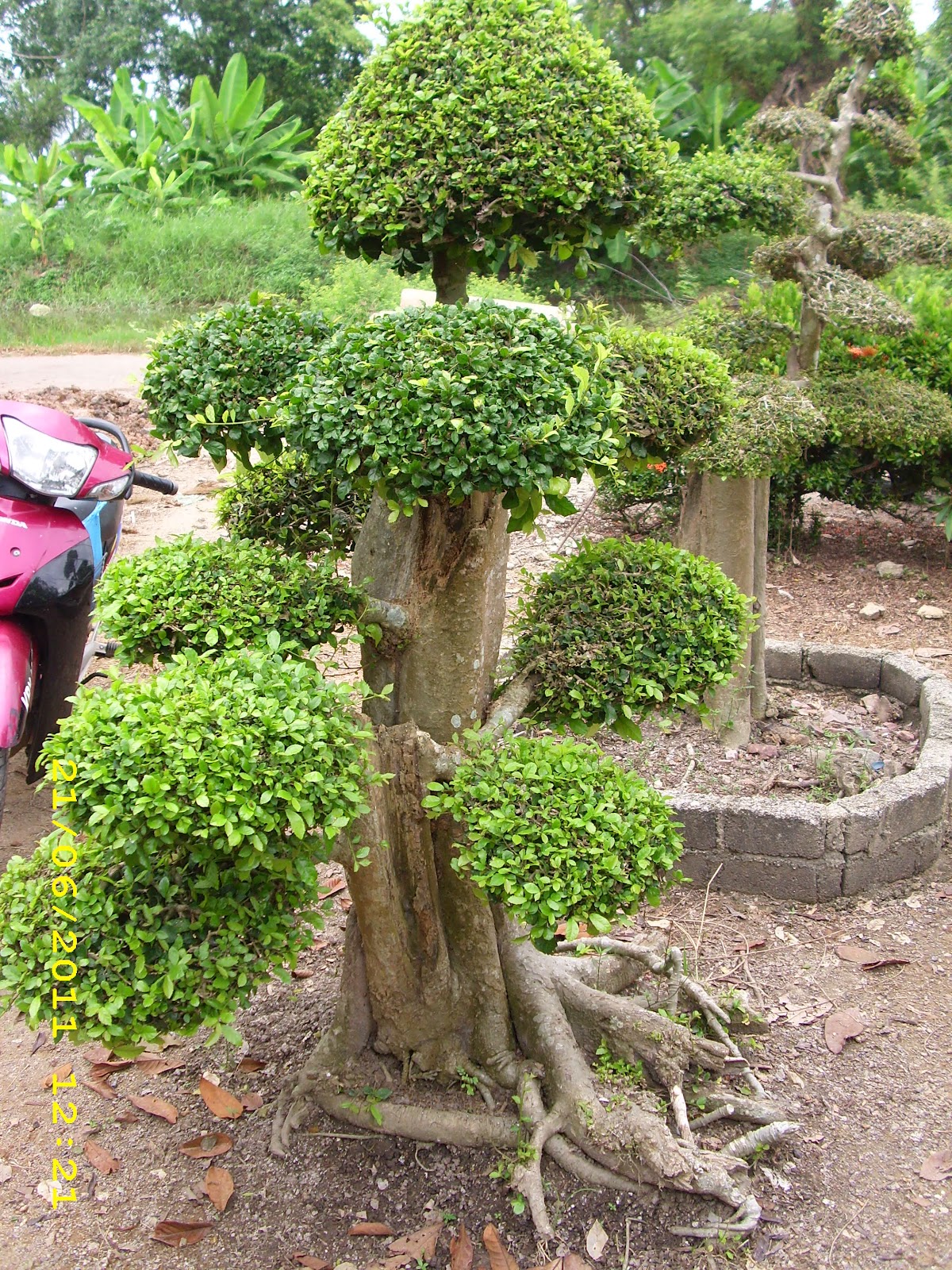  Pokok Bonsai  Pokok  Kesinai