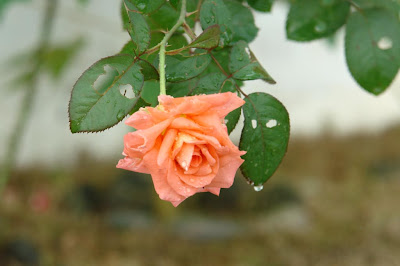 An orange rose after rain