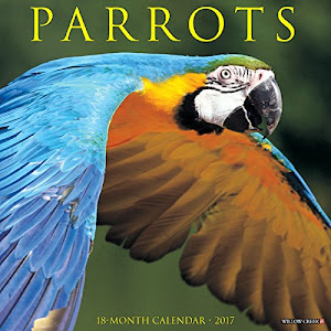 Parrots 2017 Wall Calendar