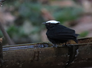 White-crowned Manakin