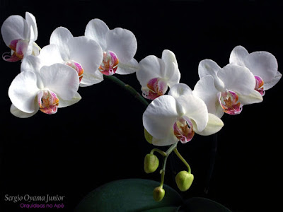 Orquídea Phalaenopsis híbrida