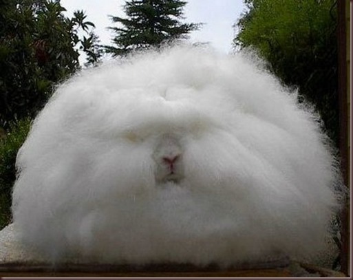 Amazing Animal Pictures Angora Rabbit (3)