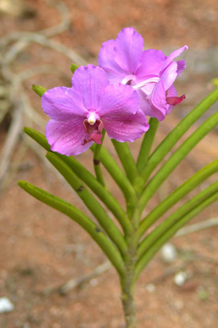 Guyane, Jardin botanique, Macouria, orchidée