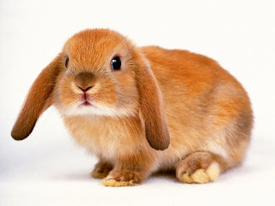 Cute Rabbit Normal Resolution HD Wallpaper 10
