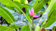 सावन के महीने में तुलसी के पौधे के साथ-साथ ये अन्य पौधे लगाने से घर में अपार धन की प्राप्ति होती है। तुलसी, बेल,केले,शमी,धतूरे,चंपा का पौधा जरूर लगाए,The Lord Shiva worship for Chander Devta in hindi, तुलसी के पत्तों से प्रतिरोधक क्षमता बढ़ती है in hindi, Basil leaves increase immunity in hindi, शालिग्राम का महत्व in hindi, Importance of Shaligram in hindi, तुलसी के पौधे का धार्मिक महत्व   in hindi, Religious importance of Tulsi plant in hindi, पवित्रता की शक्ति तुलसी in hindi, Pavitrata ki shakti tulsi in hindi, सावर्णि मुनि की पुत्री बहुत सुन्दर थी, उनकी इच्छा थी कि उनका विवाह भगवान विष्णु के साथ हो in hindi नारायण पर्वत में स्थित बदरीवन में घोर तपस्या की in hindi, तुलसी ने परमपिता ब्रहमा जी से कहा in hindi,  आप तो सब जानते है फिर भी मैं अपनी इच्छा बताती हूं in hindi,  मुझे भगवान श्री विष्णु की पति के रूप में प्राप्ति हो in hindi, ब्रहमा जी ने कहा तुम्हारी इच्छा अवश्य पूरी होगी in hindi, तुम पत्थर बन जाओगे in hindi, माता लक्ष्मी रोने हुए वृंदा से प्रार्थना करने लगी in hindi, राख से एक पौध निकला in hindi, भगवान विष्णु बोले आज से इस एक पौधे नाम तुलसी है in hindi, जिसे शालिग्राम नाम से जाना जाएगा in hindi, मेरी पूजा अर्चना फल-फूल से न होकर तुलसी दल से होगी in hindi, Sanctity strength of Tulsi in hindi, स्वस्थ स्वास्थ्य के लिए तुलसी का उपयोग  in hindi,  Swasth swasthya ke liey tulsi ka upayog in hindi, तुरन्त असरदार सर्दी जुकाम के लिए in hindi, Turant asaradar sardi jukam ke liey in hindi, सर्दी जुकाम में अगर तुलसी के पत्तों के साथ काली मिर्च, मिश्री को उबालकर काढ़ा  in hindi, बनाकर पीने से शीघ्र आराम मिलता है in hindi, कटे-घाव से शीघ्र आराम मिलता है in hindi, Kate-ghav se sheeghr aaram milta hai in hindi, तुलसी के पत्तों के साथ फिटकरी का मिश्रण बनाकर लगाने से घाव शीघ्र ठीक हो जाता है in hindi, श्वास पीड़ितों के लिए अति लाभदायक in hindi, Swas peediton ke liey ati labhdayak in hindi, तुलसी के पत्तों और काले नमक का मिश्रण करके सेवन करने से श्वास पीड़ितों को आराम मिलता है in hindi, मानसिक तनाव दूर होता है in hindi, Manasik tanav door hota hai in hindi, तुलसी के पत्तों को चाय में मिलाकर पीनेे से थकान व तनाव से आराम मिलता है in hindi, पथरी पीड़ितों के लिए in hindi, Pathree peediton ke liey in hindi, तुलसी के पत्तों को दूध में मिलाकर पीनेे से पथरी रोग शीघ्र ठीक हो जाता है in hindi, मुहांसे दाग धब्बे दूर हो जाते है in hindi, Muhanse dag dhabbe door ho jate hai in hindi, तुलसी के पत्तों को पीस कर मुंह पर लगाने से मुहांसे दाग धब्बे दूर हो जाते है in hindi, मुहं की दुर्गंध से छुटकारा in hindi, Muhan ki durgandh se chhutkara in hindi, तुलसी के सेवन से मुंह की दुर्गंध दूर हो जाती है in hindi, तेज दर्द के लिए तुलसी का तेल in hindi, Tej dard ke liey tulsi ka tel in hindi, तुलसी का तेल तेज दर्द के लिए लाभदायक होता है in hindi, धुम्रपान के त्याग में मददगार in hindi, Dhumrapan ke tyag mein madadagar in hindi, तुलसी में ऐसे तत्व होते है जो तनाव को कम करते है जिसके कारण धुम्रपान की आवश्यकता नही पड़ती in hindi, दस्त-उल्टी में फायदेकार in hindi, Dast-ultee mein phayadekar in hindi, तुलसी की कुछ पत्तियों को पीसकर उसमें शहद और जीरा पाउडर मिलाकर पीने से दस्त में लाभकारी होता है in hindi,  तुलसी के पत्तों के रस में अदरक और इलायची पाउडर मिलाकर पीने से उल्टी में लाभकारी होता है in hindi, लगातार सिर र्दद से पीड़ितों के लिए in hindi, Lagataar sir dard se peediton ke liey in hindi, तुलसी के पत्तों को दूध में मिलाकर पीनेे से सिर दर्द की समस्या दूर हो जाती है in hindi, तुलसी पत्तों के सेवन से मनुष्य की स्वास्थ्य प्रतिरोधक क्षमता बढ़ती है in hindi, Tulsi patton ke sevan se manushya ki swasthya pratirodhak kshamta badhti hai in hindi, तुलसी पत्ती के प्रतिदिन सेवन से सामान्य बुखार से बचाव होता है इससे रोगों से लड़ने की शक्ति बढ़ जाती है और किसी भी मौसम का प्रभाव नही पड़ता in hindi, तुलसी पत्ते को चबाना हानिकारक  in hindi, Tulsi patte ko chabana hanikarak in hindi, तुलसी के पत्तों में पारा धातु के तत्व मौजूद होते है जो कि चबाने से दांतों पर लग जाते हैं और जो कि दांतों के लिए नुकसानदायी होते है। इसलिए तुलसी पत्ते को चबाने नही बल्कि निगल लेना चाहिए in hindi, Use of Tulsi for healthy health in hindi, Instantly effective for winter cold in hindi, If in winter cold,If there is a mixture of tulsi leaves with black pepper, mishri and make a decoction and get relief quickly. In hindi, Quickly get relief from injury in hindi, By making a mixture tulsi leaves with alum & applying on the wound improves quickly in hindi, Very beneficial for breathing sufferers in hindi, Mixture of tulsi leaves and black salt, it provides relief to the breathing sufferers in hindi, Mental stress goes away in hindi, Drink tulsi leaves mixed with tea, it provides relief from fatigue and stress in hindi, Very beneficial for stone victims in hindi, By mixing tulsi leaves with milk, the stomach disease gets cured quickly in hindi, Acne scars goes away in hindi, Grinding tulsi leaves on the mouth and scratched stains are removed in hindi, Relief mouth stench in hindi, By eating tulsi the odor of the mouth is removed in hindi, Tulsi oil for acute pain in hindi, Tulsi oil is beneficial for acute pain in hindi, Help to quit smoking in hindi in hindi, Tulsi have these elements that reduce stress, which does not require smoking in hindi, Relief from Diarrhea & vomiting in hindi, For the victims of continuous headache in hindi, Tulsi leaves insakshambano image, sakshambano ka ddeshya in hindi, sakshambano ke barein mein in hindi, sakshambano ki pahchan in hindi, apne aap sakshambano in hindi, sakshambano blogger in hindi,  sakshambano  png, sakshambano pdf in hindi, sakshambano photo, Ayurveda Lifestyle keep away from diseases in hindi, sakshambano in hindi, sakshambano hum sab in hindi, sakshambano website, adopt ayurveda lifestyle in hindi, to get rid of all problems in hindi, Vitamins are essential for healthy health in hindi in hindi, sawan ke mahine tulsi ka paudha lagane se labh in hindi, sawan ke mahine tulsi ka paudha lagana chahiye in hindi, sawan ke mahine tulsi ke sath in paudhe ko lagana chahiye in hindi, Good Luck Plant in hindi, Good Luck Plant ke barein mein in hindi, ghar mein tulsi ke kitne ped hone chahiye in hindi, There is happiness and prosperity in the house by doing this in hindi,घर में सुख-समृद्धि आती है ऐसा करने से hindi, There is happiness and prosperity in the house by doing this in hindi,