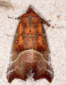 Herald, Scoliopteryx libatrix.  Chipstead Caves, 24 February 2013.