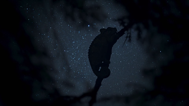 Screenshot d'un caméléon, sur une branche, la nuit (étoilée), extrait de Frozen Planet II
