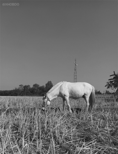 A Horse Grazing on a Field