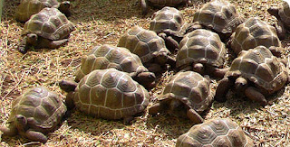 aldabra giant tortoise