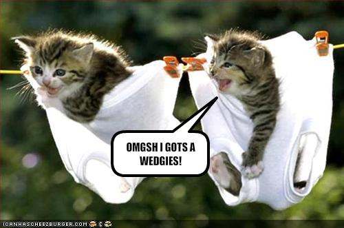 Cute Funny Kittens