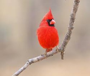 Amazing Pictures of Animals,photo, Nature, exotic, funny, incredibel, Zoo, Northern Cardinal, (Cardinalis cardinalis), Bird, Aves, Alex (5)