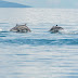 Over 200 dolphins spotted in Sarangani Bay