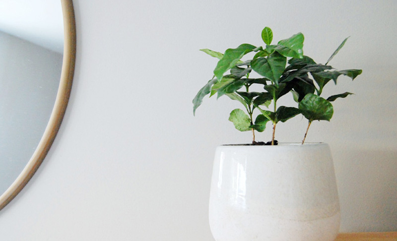 5 Trendiest Houseplants of Summer