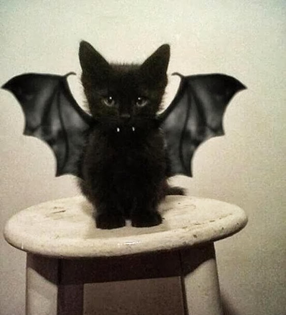 halloween costume for pet,bat cat costume