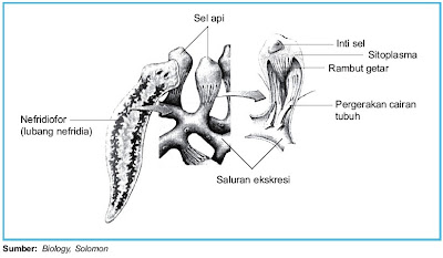 Alat ekskresi Platyhelminthes ibarat pada Planaria berupa Pintar Pelajaran Sistem Ekskresi pada Platyhelminthes Planaria