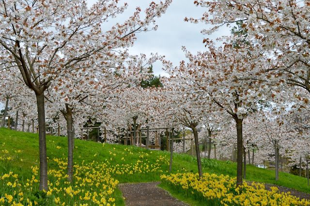 The Cherry Blossom Orchard at The Alnwick Garden