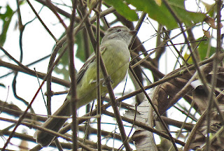 Southern Scrub-Flycatcher