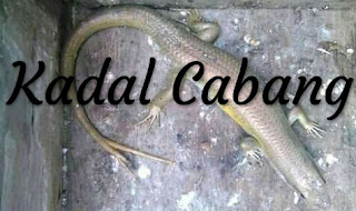 kadal ekor cabang 2