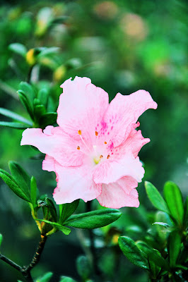 Imágenes gratis de flores, anturios, rosas, azalias, jaboneras, casas viejas y haciendas