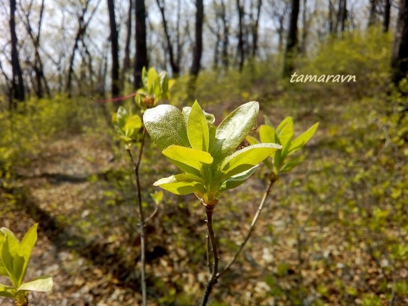 Рододендрон остроконечный (Rhododendron mucronulatum)