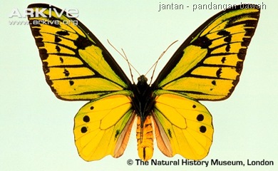 ARKive image GES014606 - Chimaera birdwing