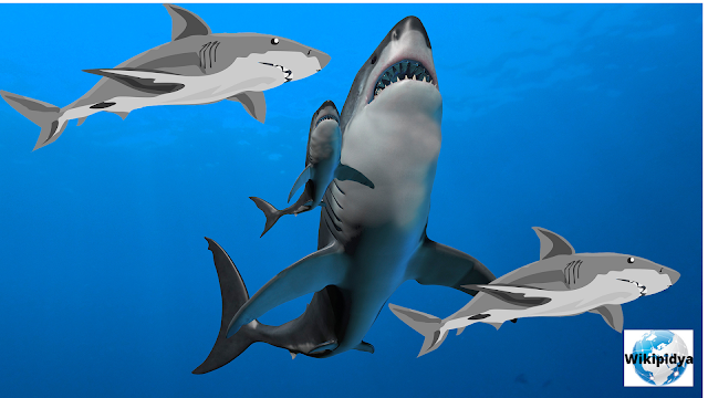 Sharks, Description, Habitat, Diet, Reproduction, Behavior, Threats, and facts swikipidya/Various Useful Articles