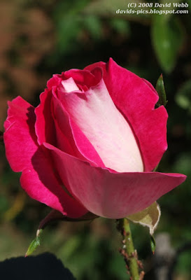 pink rose bud