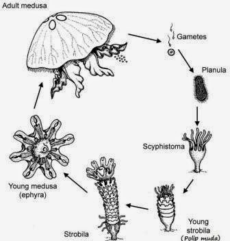 Pengertian Metagenesis: Apa itu Metagenesis?