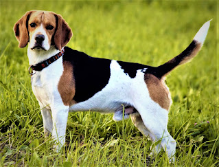 English Foxhound   History English foxhound is one of the most famous breeds of hunting hounds. In translation, foxhound means literally "the pursuer of foxes." Wide fame is not only the merit of the hunting qualities of the dog but also the age of the breed itself, as it originates from the ancient Celtic hounds, including the talbot.  In addition, in the process of breeding and breeding, the medieval breeding program included interbreeding with dogs such as greyhounds some terriers, as well as bulldogs. Medieval dog connoisseurs proceeded from very simple principles - for courage and strength you need the blood of a bulldog; for the speed of running, and the beauty of addition - you need the blood of a greyhound, and terriers carry in their blood a lot of positive qualities of character, as well as perseverance and intelligence. English foxhound is the ancestor of many hounds, and one of the earliest can be considered American Foxhound.  Back in 1650, English foxhounds were taken to the American continent by Robert Brooke, a breeder, a dog by vocation, and an adventurer - in spirit. (According to other data, the dogs were brought by Lord Fairfax in 1738). America, later, created an American version of this breed, and now its image is the official symbol of the state of Virginia.  In England, the English foxhound is considered something of a national treasure, and the registry of the ancestry of different branches has been maintained since 1786. The 18th and 19th century is a time of great popularity for this breed in Europe and England, as well as in Russia. For example, Napoleon's flock consisted of more than 120 dogs, and in England, by the end of the 19th century, there were almost 8,000 individuals.  In Russia, on the basis of the breed, the English foxhound was created its own - Russian peg hound. By the way, paradoxically, now the English Foxhound is the rarest dog registered in the American Kennel Club.   Characteristics of the breed popularity                                           06/10  training                                                07/10  size                                                        07/10  mind                                                     06/10  protection                                          07/10  Relationships with children         10/10  dexterity                                            08/10     Breed information country  United Kingdom  lifetime  10-13 years old  height  Males: 56-63 cm Bitches: 53-61 cm  weight  Males: 27-34 kg Suki: 25-32 kg  Longwool  Short  Color  white-red, tricolor (black and white)  price  400 - 900 $    Description This breed belongs to large hounds, has a muscular, strong physique, paws of medium length. English foxhound is very harmonious, and according to many cynologists (especially - English), their physique on grace close to the Greek statues. The tail is always thrown up, saber-shaped, but never twists and does not fall on the back. The head with a wide skull and the correct jaw, ears hang down and pressed to the cheekbones. The height in the withers is about 60 cm.     Personality The breed of English foxhound for centuries subjected to various training aimed at both obedience and the development of specific qualities of a hunting dog. However, it is not possible to say that in the process of education you will not find difficulties. The reason for this is congenital stubbornness, without which, of course, the personality of a hound dog would be defective.  It is thanks to its stubbornness Foxhound can be on his feet all day with the hunter, with almost no food overcoming huge distances. In the Middle Ages, they often ran after the horseman on horseback, and thanks to this developed amazing endurance.  English foxhound needs early socialization, it needs a variety of dating and an expansion of horizons. New sounds, smells, people, other animals - all this will benefit your dog. Initially, the foxhound was not intended for protection, and there are almost no such genes in it, but it will definitely bark at strangers on the street if you live in a private house.  Attitudes towards strangers can vary depending on the temperament of the dog - some perceive strangers with friendliness and openness, others, on the contrary, more closed in this regard. By the way, to keep them in the apartment is not very convenient, as a huge reserve of internal energy requires constant walking, training, games, and running. If you do not provide the animal with the proper level of activity, leaving it at home alone - is a very bad idea. To say that a dog will create a mess is to say nothing.  While walking on the street try to keep the pet on a leash, as innate instincts will encourage him to run for interesting smells, sometimes even ignoring the screams of the owner. Children are treated well, as well as other dogs. Cats it is better to enter the circle of communication from an early age. If you raise a foxhound and provide him with proper conditions, it is a wonderful companion for the whole family.     Teaching Dogs that breed English foxhounds definitely need education and training, as their stubbornness should be turned into perseverance. Especially since they love different types of activity, training and appreciate contact with the owner. If they see you as an authoritative, fair, kind, and consistent leader, they will be trained with pleasure and perseverance. If you do show yourself as an unjust and cruel person, the dog will be avoided with innate stubbornness.  They must be trained not only in basic commands but also to develop obedience because otherwise, it will be extremely difficult to walk with a dog without a leash. Here you have to overcome the innate instincts of the pursuer and hunter, so the work must start as early as possible.  For example, in 3-4 months it is too early to teach commands, but limiting the desire of the puppy to run while walking in the park is necessary. Obedience should always be encouraged, for example, by stroking, simple praise, and when the training of commands begins - something delicious.     How to take care of an English foxhound? English foxhound has a short, tight-fitting coat, and does not require special care other than counting once a week. If you have been walking your dog in the park or in the woods, be sure to check your ears for insects and ticks. Also, always keep your pet's eyes clean and trim your claws if necessary. You bathe the dog once a week.     Common diseases Although the Breed English Foxhound is healthy, has good immunity, and terrific stamina, there are some diseases that you may come across. namely:  hip dysplasia is a hereditary disease in which the hip joint is weakened due to abnormal growth and improper development. Puppies from healthy parents can also be shown; Kidney disease - occurs when the kidneys are unable to purify the blood from certain toxins such as creatinine and urea; epilepsy.