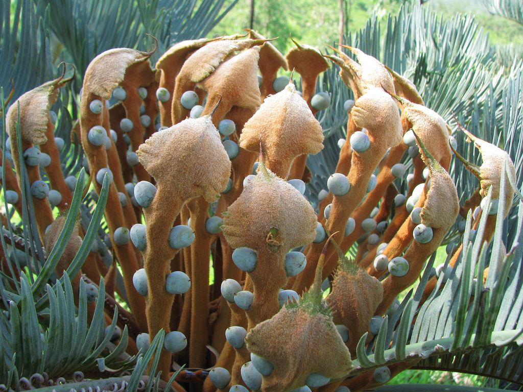 Amazing Gymnosperm Plant, Cycas Revoluta ,Sago Palm Description Images ...