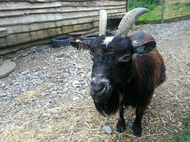 Pygmy goat at Wild Place, Bristol