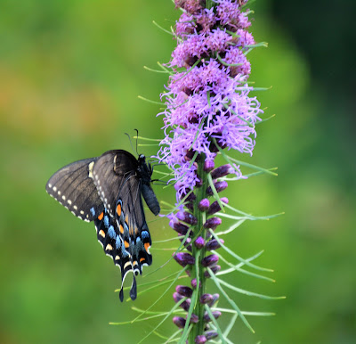 Southern Meadows Blog