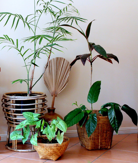 Indoor plants in vintage cane and woven grass baskets