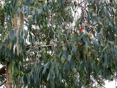 Eucalyptus - Corymbia citriodora