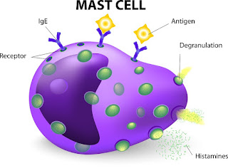 Cells of Immune System Mast cell Learn BioTechnology with DeepaliTalk 