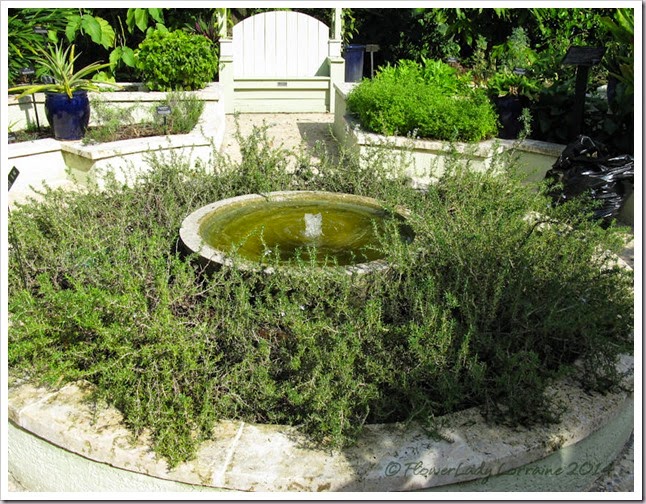 11-20-rosemary