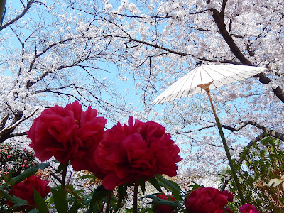 桜と春ぼたん