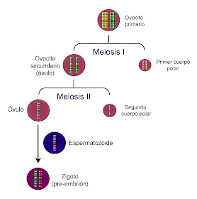 Meiosis I y II durante la ovogénesis