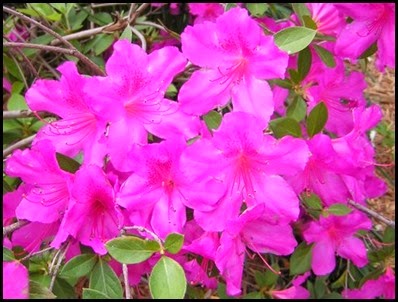 azaleas